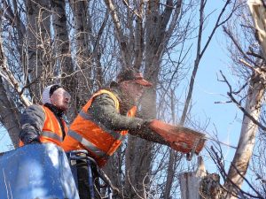Træfældning i København udført af uddannede arborister.