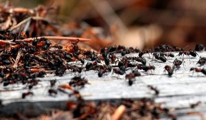 Bekæmpelse af myrer